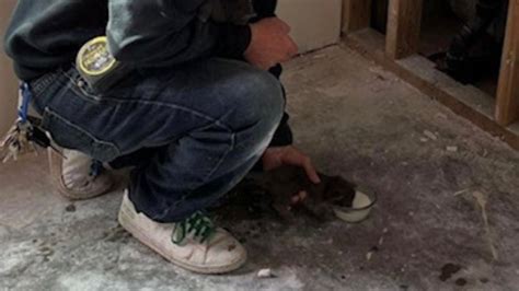 PHOTOS: Litter of 'hungry' kittens found inside walls of new apartment complex in Washington